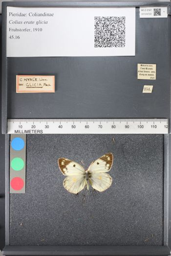 Media type: image;   Entomology 124722